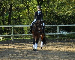 dressage horse Dreamteam (KWPN (Royal Dutch Sporthorse), 2007, from Decor Dreamcatcher)