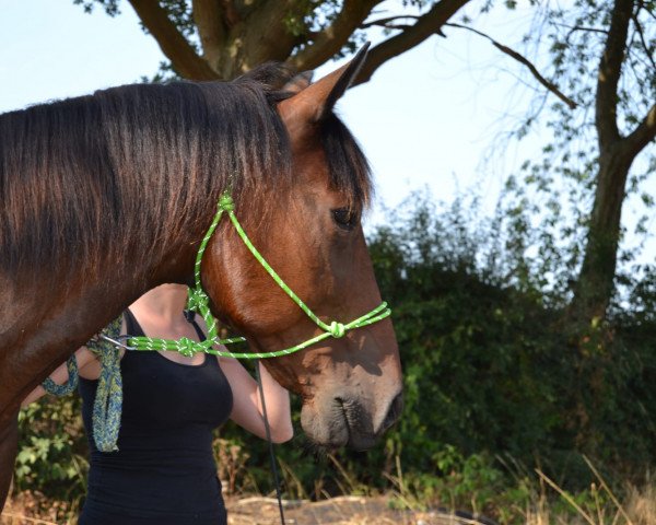 horse Doctor Newport (American Trotter, 2010, from Muscles Yankee P-4377 (US))