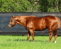 stallion Choisir xx (Thoroughbred, 1999, from Danehill Dancer xx)