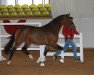 stallion Daytona Beach (Bavarian, 2016, from Dante Weltino Old)