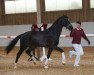 dressage horse Chicharito (Württemberger, 2016, from Christ)