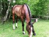 jumper Leo (Oldenburg show jumper, 2002, from Lando)