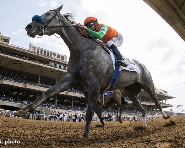 broodmare Unique Belle xx (Thoroughbred, 2014, from Tapit xx)