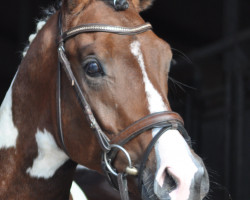 stallion Crazy Horse PS (Trakehner, 2015, from Gabun)