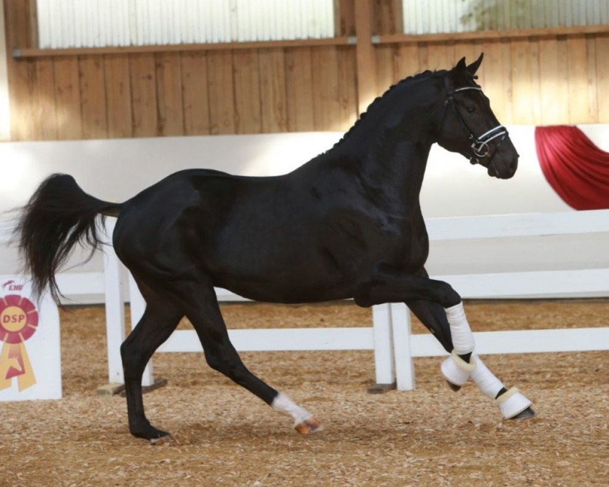 stallion Apache 307 (German Sport Horse, 2016, from Apache)