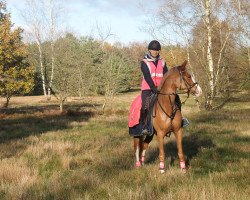 Springpferd Destiny 271 (Deutsches Reitpony, 2013, von For Pleasure Junior)