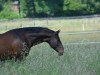 stallion Starbuck (Oldenburg, 2003, from Sergeant Pepper I)