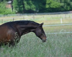 stallion Starbuck (Oldenburg, 2003, from Sergeant Pepper I)