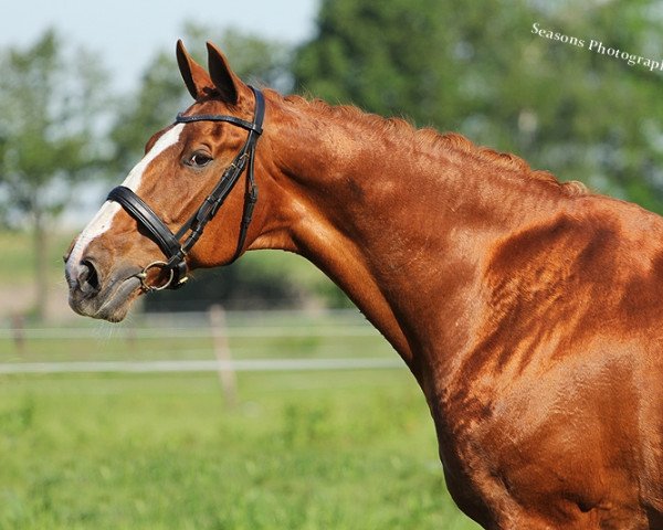 broodmare Identiek STV (KWPN (Royal Dutch Sporthorse), 1990, from Duko)