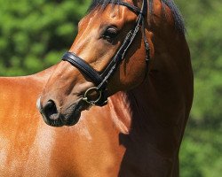 dressage horse Greenpoint's Cupido (KWPN (Royal Dutch Sporthorse), 2007, from Glock's Johnson Tn)