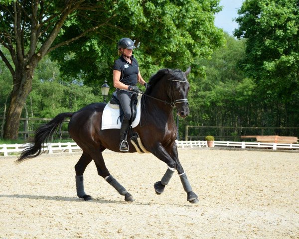 dressage horse Wolfstanz 3 (Trakehner, 2008, from Ballzauber)