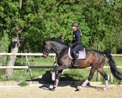 dressage horse Sia Sansibar (Oldenburg, 2008, from Sion)