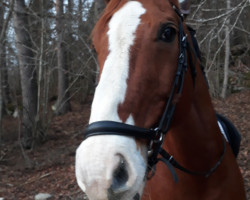 Pferd Drambuie (Oldenburger, 2004, von Dressage Royal)