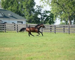 stallion Liaison xx (Thoroughbred, 2009, from Indian Charlie xx)