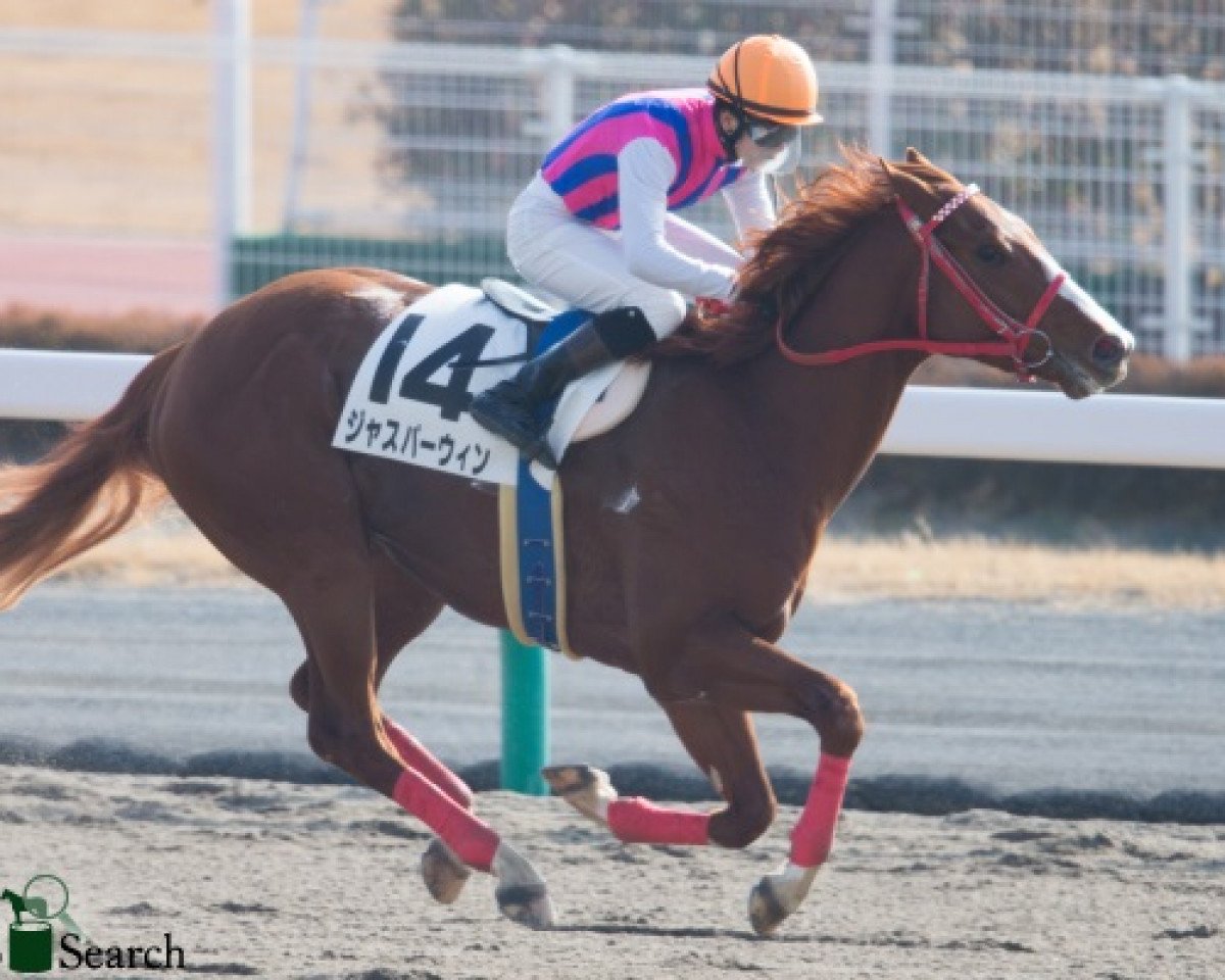 horse Jasper Win xx (Thoroughbred, 2015, from Jimmy Creed xx)