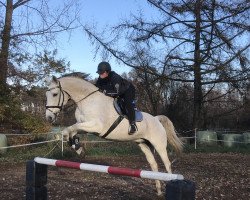 jumper Kolibri's Orkan (German Sport Horse, 2004, from Kolibri 2705)