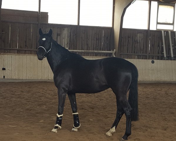 broodmare Grandina K (Oldenburg, 2013, from Dante Weltino Old)