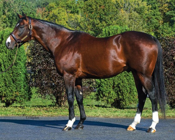 stallion Teuflesberg xx (Thoroughbred, 2004, from Johannesburg xx)