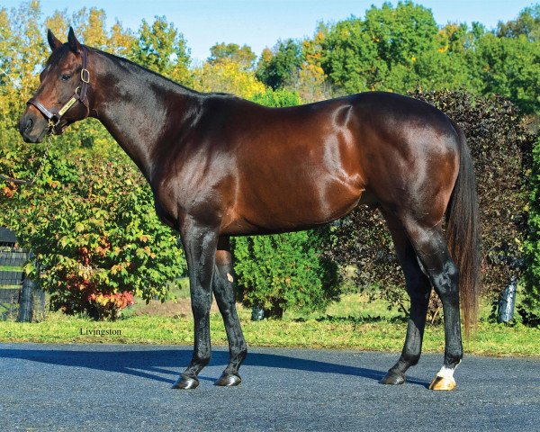 stallion Central Banker xx (Thoroughbred, 2010, from Speightstown xx)