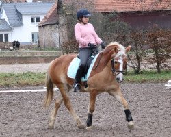 dressage horse Amigo (Haflinger, 1996, from Nauders)