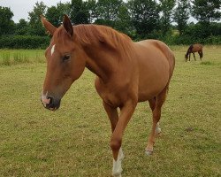 broodmare Quintessenz Ad (Rhinelander, 2016, from DSP Quasi Gold Md)