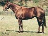 stallion Banker´s Gold xx (Thoroughbred, 1994, from Forty Niner xx)