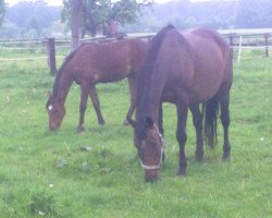 broodmare Unique Cherie (Westphalian, 1992, from Upan la Jarthe AA)