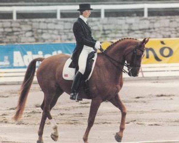 horse Quarryman (Belgian Warmblood, 1978, from Iseng)