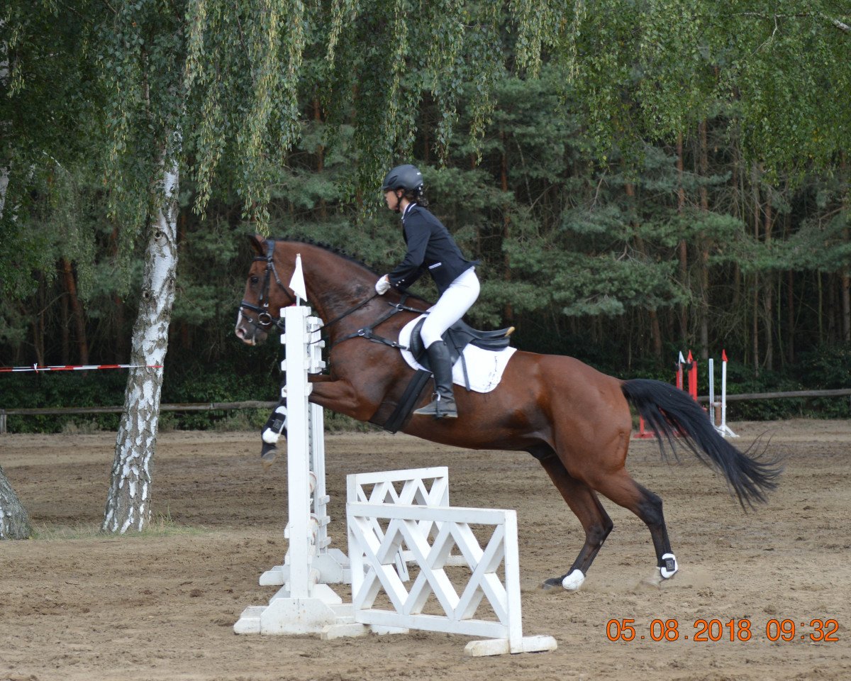 jumper Acoboy (Oldenburg show jumper, 2007, from Acolord)