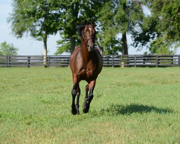 stallion Dominus xx (Thoroughbred, 2008, from Smart Strike xx)