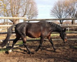 Zuchtstute Conny (Hessisches Warmblut, 1995, von Cassis)