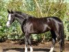 broodmare Daydream 119 (Hanoverian, 2014, from Danciano)