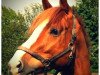 dressage horse Capassier H (Oldenburg show jumper, 2007, from Cannavaro)