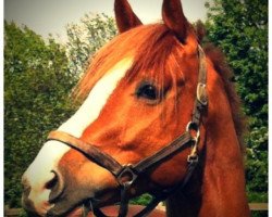 dressage horse Capassier H (Oldenburg show jumper, 2007, from Cannavaro)