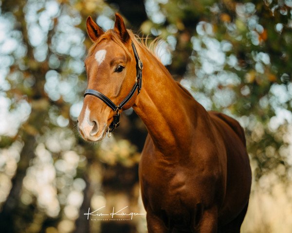 horse Ninjo (Oldenburg, 2013, from Nariston)