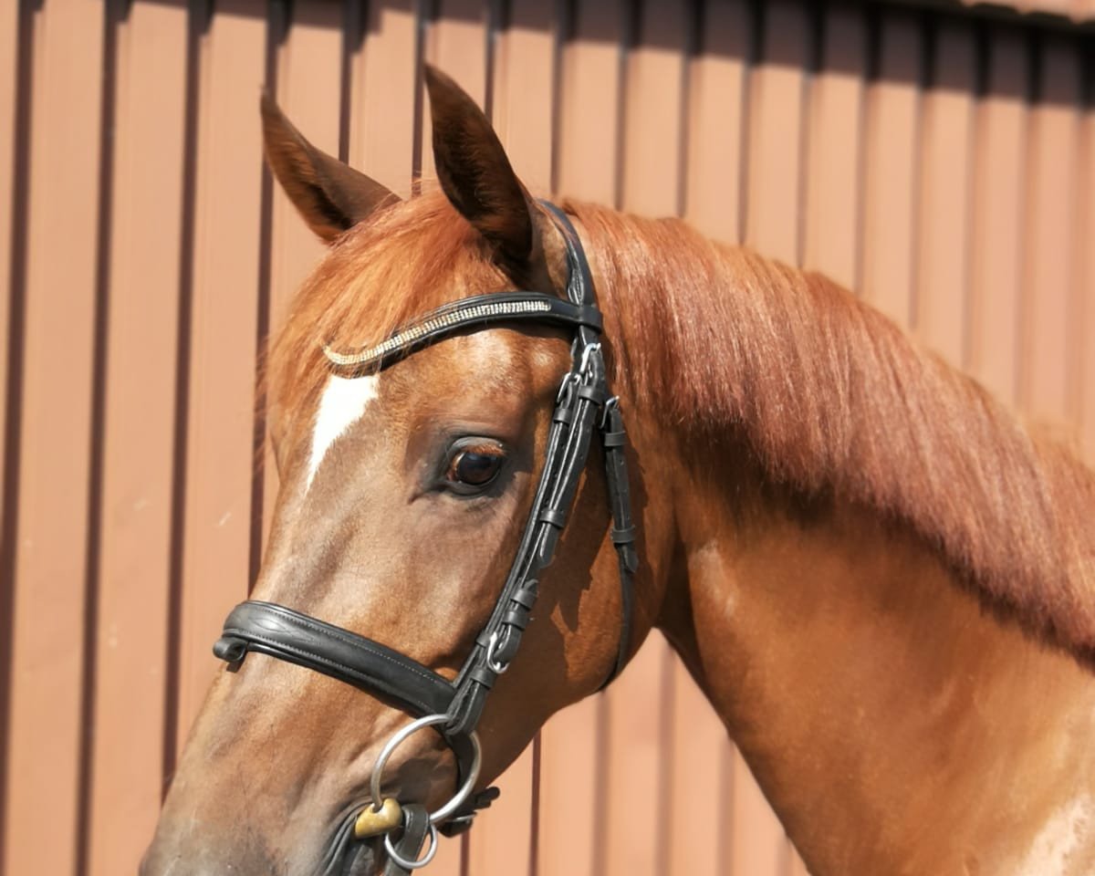 broodmare Luna (Westphalian, 2012, from Lugato)