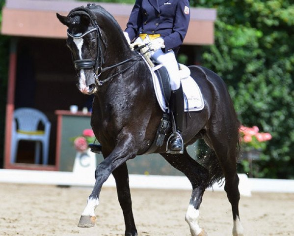 stallion Karolinger TSF (Trakehner, 2001, from Latimer)