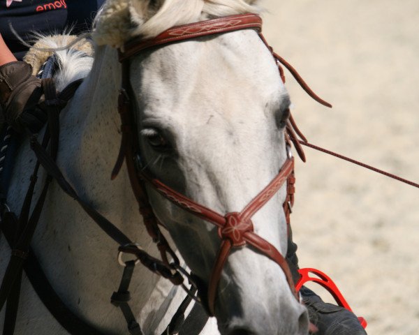 jumper Helly 3 (German Riding Pony, 1995)