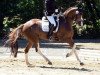 broodmare Wayana 44 (Hanoverian, 2014, from Wynton)