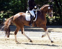 broodmare Wayana 44 (Hanoverian, 2014, from Wynton)