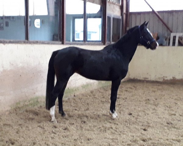 dressage horse Queeny M. (Hanoverian, 2014, from Quaterhall)