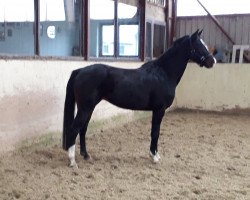 dressage horse Queeny M. (Hanoverian, 2014, from Quaterhall)