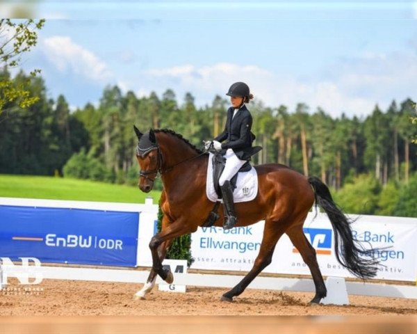 dressage horse Conspirito's Champ (Württemberger, 2013, from Con Spirito R)