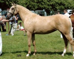 broodmare Leuns Veld's Twister (Nederlands Welsh Ridepony, 2004, from Kielshoop Honeymill)