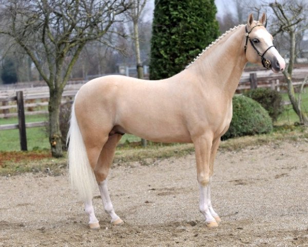 stallion Leuns Veld's Winston (Nederlands Welsh Ridepony, 2007, from Bodo)
