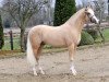 stallion Leuns Veld's Winston (Nederlands Welsh Ridepony, 2007, from Bodo)