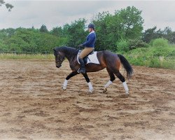 broodmare Havanna PBM (Freiberger, 2011, from Houston)