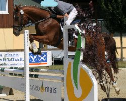 broodmare Sierra Newada 3 (Hanoverian, 2007, from Stakkato)