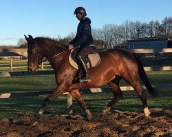 broodmare Talentina (Hanoverian, 2011, from Toronto)