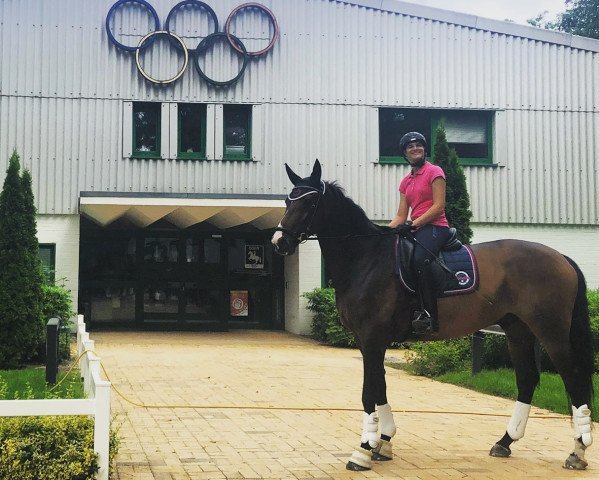 dressage horse Laureus 12 (Hanoverian, 2007, from Lauries Crusador xx)